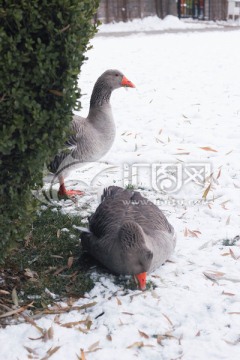 雪地上的鹅