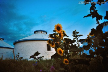 夕阳下的蒙古包和太阳花