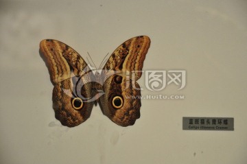 蓝斑猫头鹰环蝶
