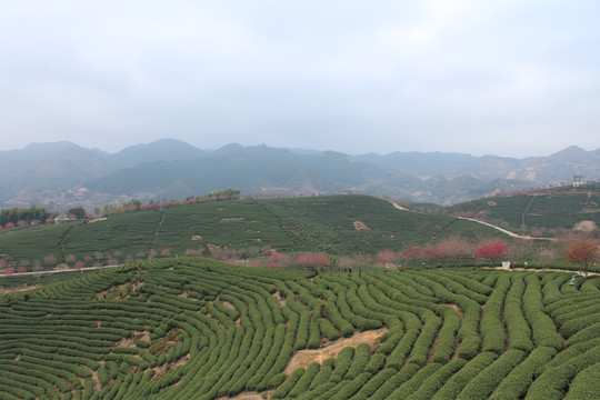 永福樱花园