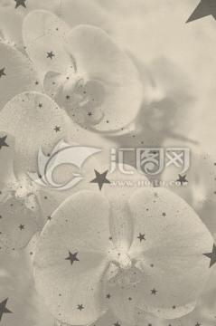 素雅星星蝴蝶蘭底紋