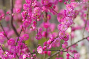 粉色梅花