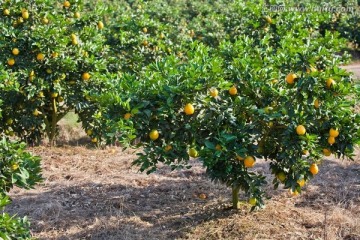 甜橙果树