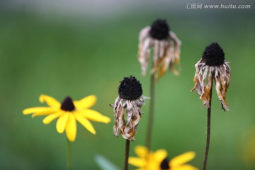 枯萎的花