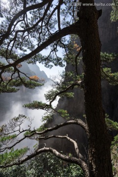 黄山松 竖片 云海苍茫