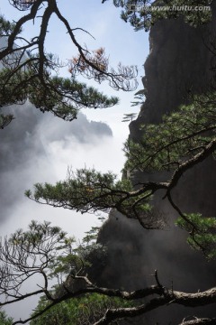 黄山松 竖片 云海苍茫