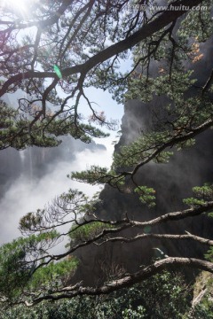 黄山松 竖片 云海苍茫