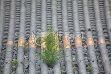 杂草丛生建筑屋面