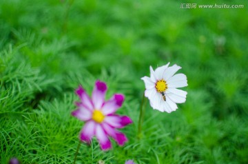 波斯菊 花朵