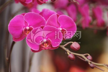 紫红色蝴蝶兰 兰花