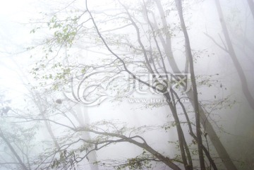 雾中树 武当山