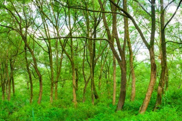 绿林