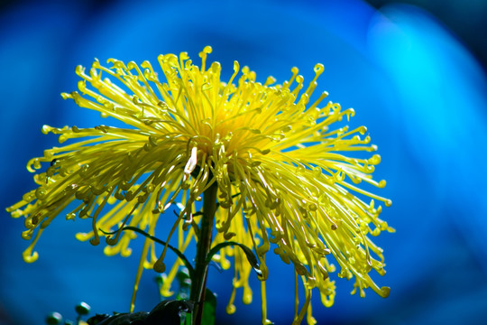 菊花高清