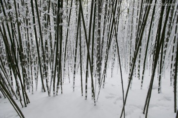 雪地竹林