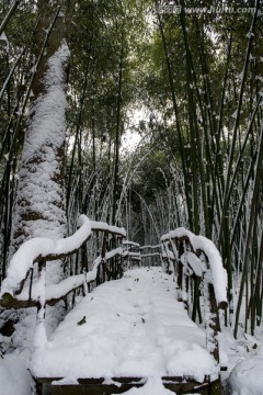 木栈道 竹林