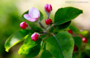 苹果花