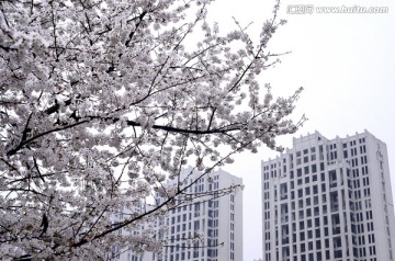 盛开的樱花树与即将完工的高楼