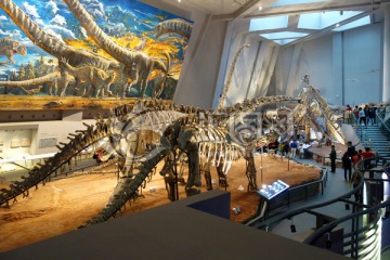 恐龙化石 化石
