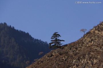 高山松树