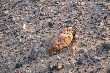 戈壁滩石头