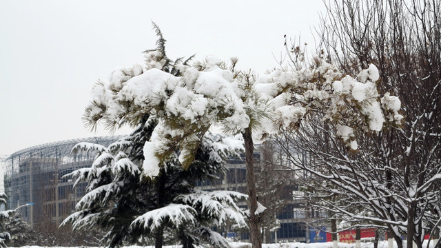 雪压青松  雪景