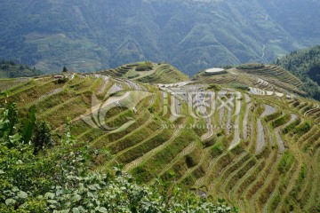 龙脊梯田