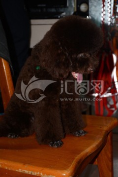 貴賓犬