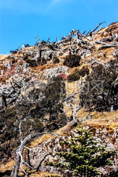 云南轿子雪山傲骨林景区