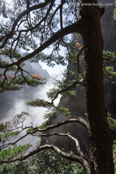 黄山松 西海大峡谷 竖片