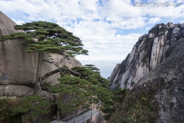 黄山迎客松