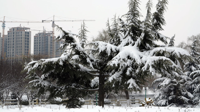 积雪 松树