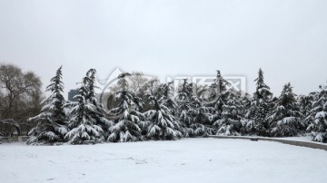 公园雪景 松树 树林