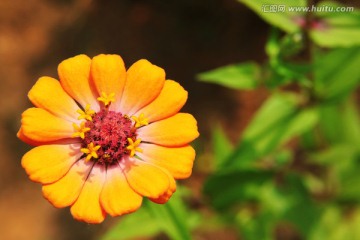 菊花 黄色百日菊