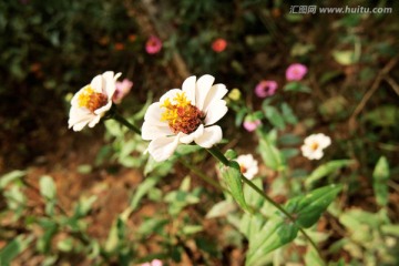 菊花 粉红百日菊