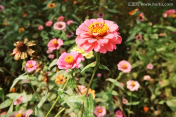 菊花 粉红百日菊