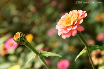 菊花 粉红百日菊