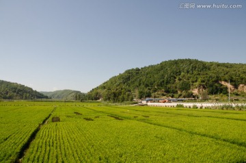 南泥湾 好风光