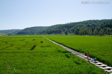 南泥湾 稻田风光