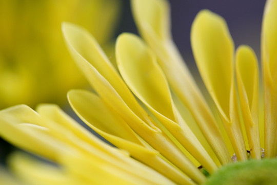 菊花 菊花特写 花瓣