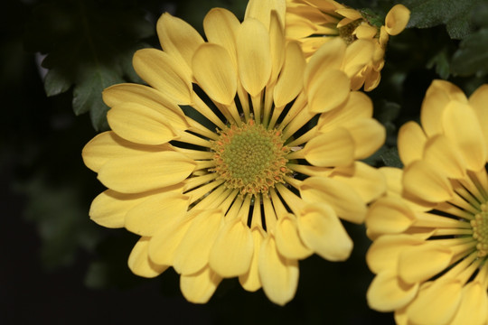 菊花 菊花特写 花瓣