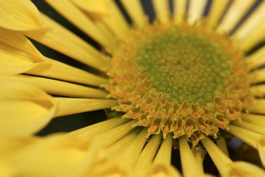 菊花 菊花特写 花瓣