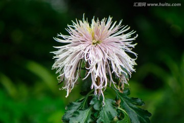 浅粉红色蟹爪菊