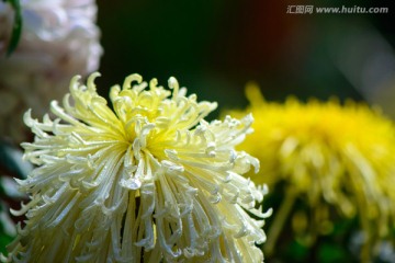黄色蟹爪菊