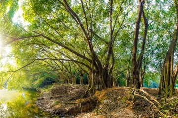 树林阳光