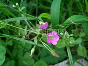 红色牵牛花