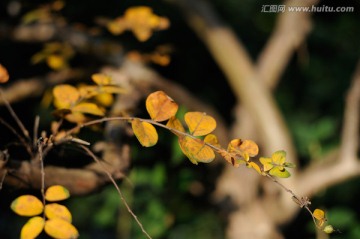 一支长满黄叶的树枝