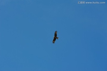 内蒙古草原上空飞翔的鹰