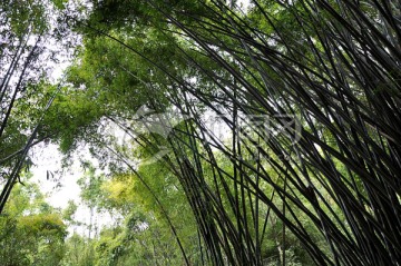 深山竹林