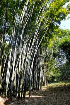 竹叶 竹 竹林