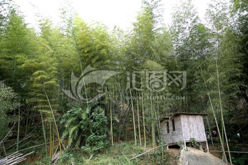 深山竹林 小屋